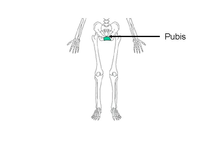 Pubis 