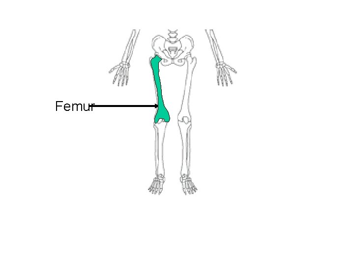 Femur 