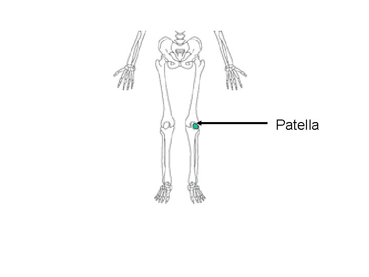 Patella 