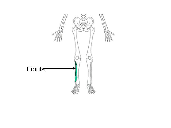 Fibula 