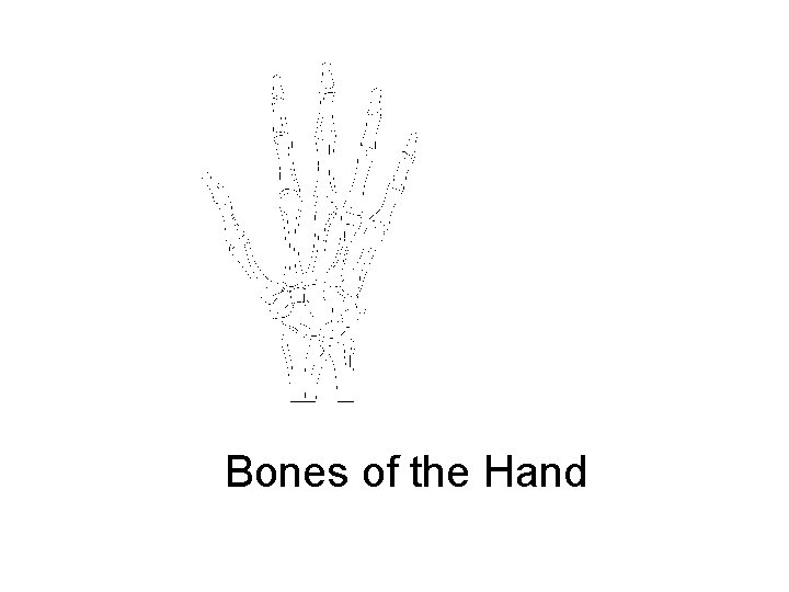Bones of the Hand 