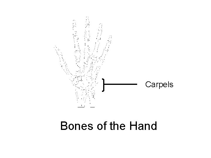 Carpels Bones of the Hand 