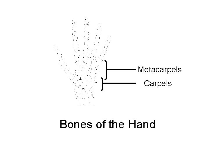 Metacarpels Carpels Bones of the Hand 