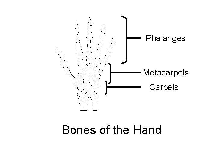 Phalanges Metacarpels Carpels Bones of the Hand 