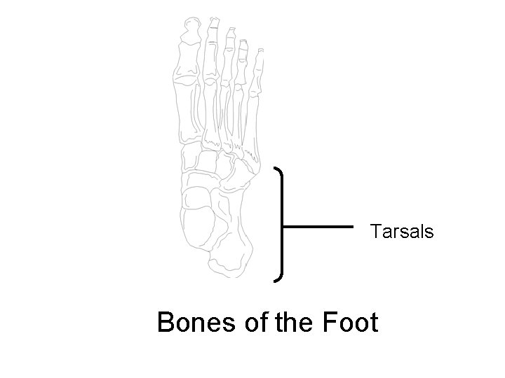 Tarsals Bones of the Foot 