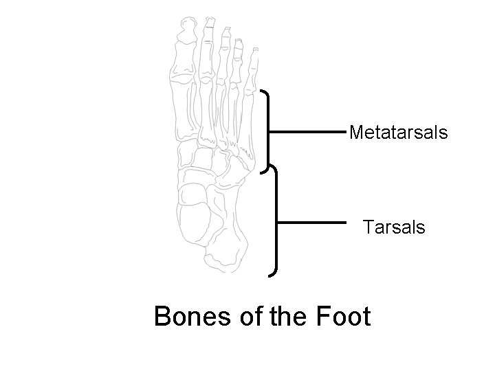 Metatarsals Tarsals Bones of the Foot 