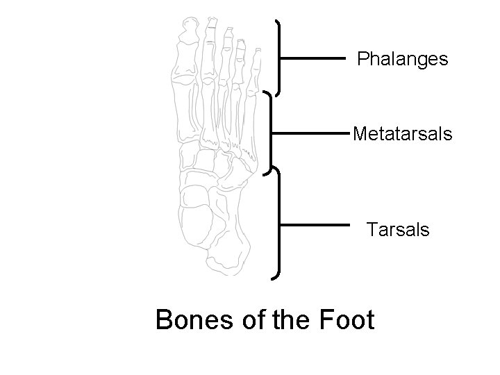 Phalanges Metatarsals Tarsals Bones of the Foot 