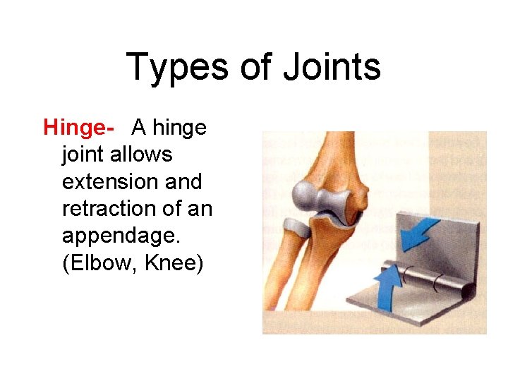 Types of Joints Hinge-  A hinge joint allows extension and retraction of an appendage.
