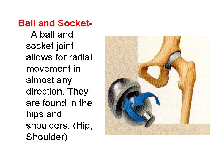 Ball and Socket A ball and socket joint allows for radial movement in almost any
