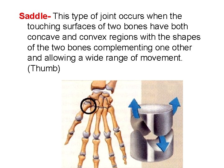 Saddle- This type of joint occurs when the touching surfaces of two bones have