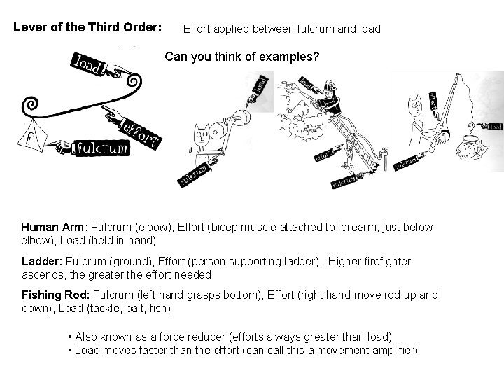 Lever of the Third Order: Effort applied between fulcrum and load Can you think