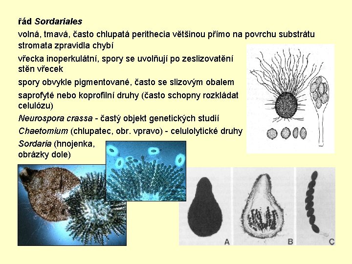 řád Sordariales volná, tmavá, často chlupatá perithecia většinou přímo na povrchu substrátu stromata zpravidla