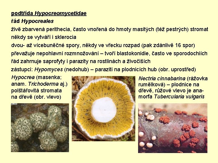 podtřída Hypocreomycetidae řád Hypocreales živě zbarvená perithecia, často vnořená do hmoty masitých (též pestrých)