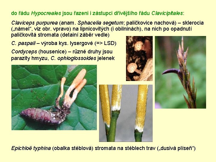 do řádu Hypocreales jsou řazeni i zástupci dřívějšího řádu Clavicipitales: Claviceps purpurea (anam. Sphacelia