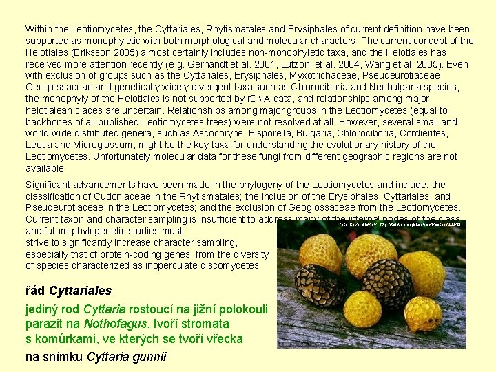 Within the Leotiomycetes, the Cyttariales, Rhytismatales and Erysiphales of current definition have been supported