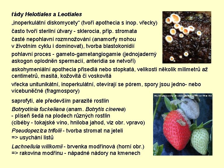řády Helotiales a Leotiales „inoperkulátní diskomycety“ (tvoří apothecia s inop. vřecky) často tvoří sterilní