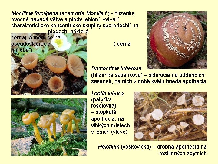 Monilinia fructigena (anamorfa Monilia f. ) - hlízenka ovocná napadá větve a plody jabloní,