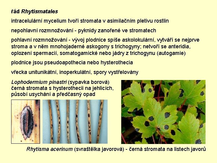 řád Rhytismatales intracelulární mycelium tvoří stromata v asimilačním pletivu rostlin nepohlavní rozmnožování - pyknidy