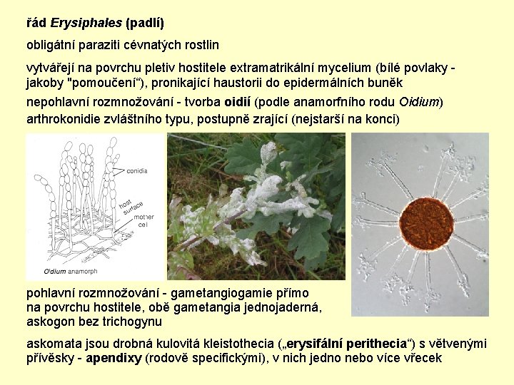 řád Erysiphales (padlí) obligátní paraziti cévnatých rostlin vytvářejí na povrchu pletiv hostitele extramatrikální mycelium