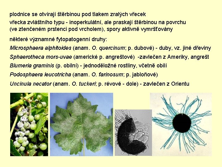 plodnice se otvírají štěrbinou pod tlakem zralých vřecek vřecka zvláštního typu - inoperkulátní, ale