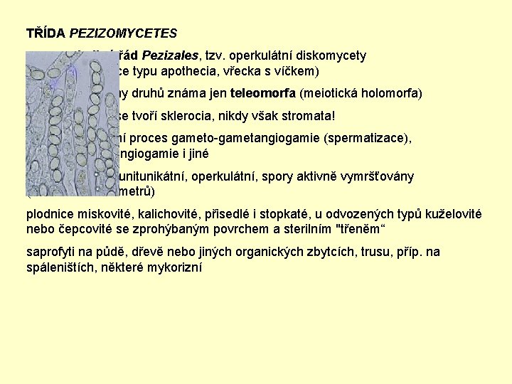 TŘÍDA PEZIZOMYCETES jediný řád Pezizales, tzv. operkulátní diskomycety (plodnice typu apothecia, vřecka s víčkem)