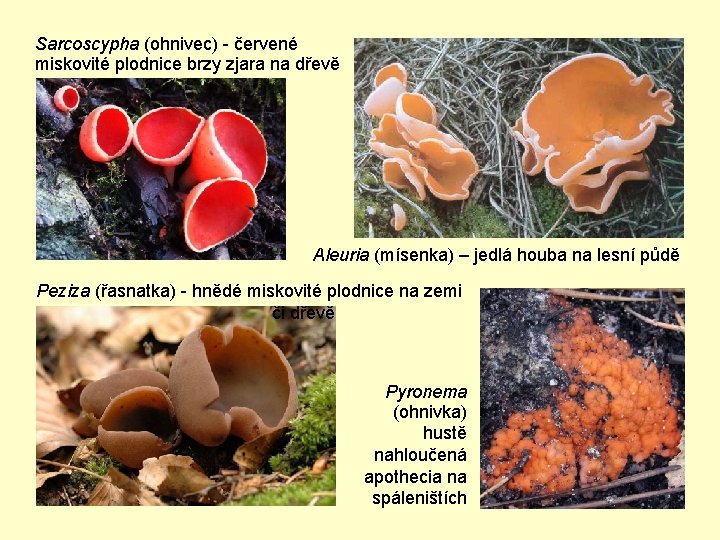 Sarcoscypha (ohnivec) - červené miskovité plodnice brzy zjara na dřevě Aleuria (mísenka) – jedlá