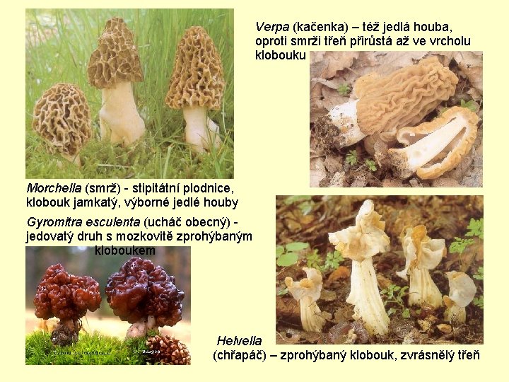 Verpa (kačenka) – též jedlá houba, oproti smrži třeň přirůstá až ve vrcholu klobouku