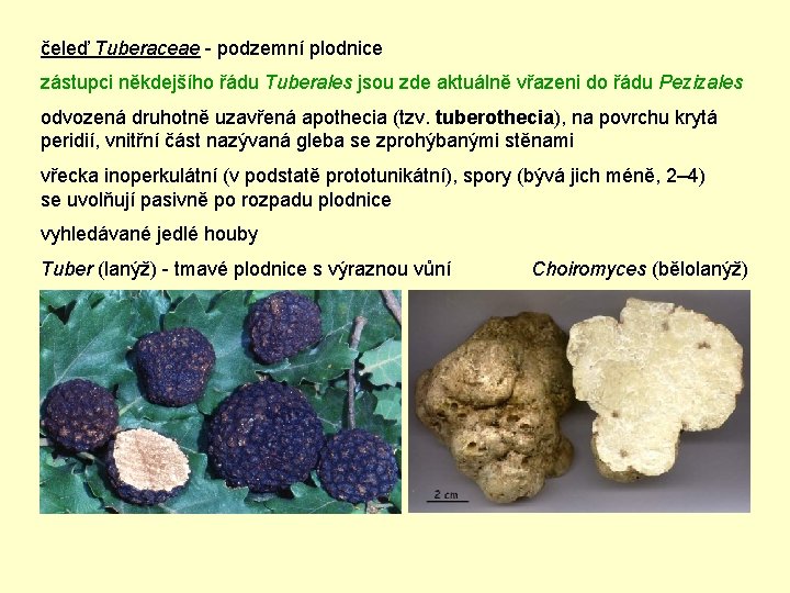 čeleď Tuberaceae - podzemní plodnice zástupci někdejšího řádu Tuberales jsou zde aktuálně vřazeni do