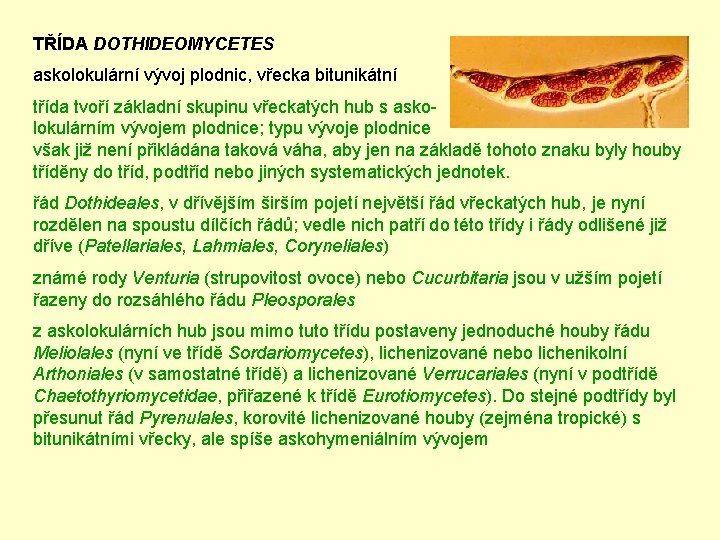 TŘÍDA DOTHIDEOMYCETES askolokulární vývoj plodnic, vřecka bitunikátní třída tvoří základní skupinu vřeckatých hub s