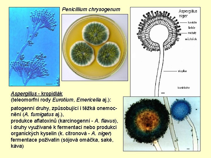 Penicillium chrysogenum Aspergillus - kropidlák (teleomorfní rody Eurotium, Emericella aj. ): patogenní druhy, způsobující