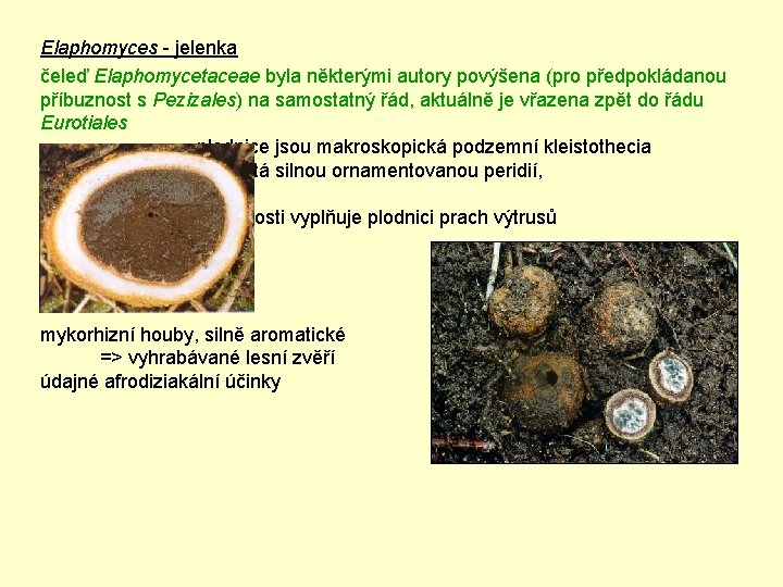 Elaphomyces - jelenka čeleď Elaphomycetaceae byla některými autory povýšena (pro předpokládanou příbuznost s Pezizales)