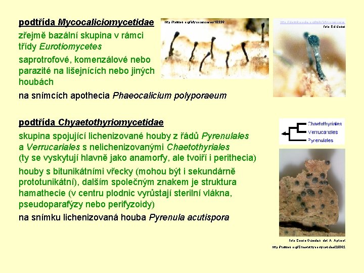 podtřída Mycocaliciomycetidae zřejmě bazální skupina v rámci třídy Eurotiomycetes saprotrofové, komenzálové nebo parazité na