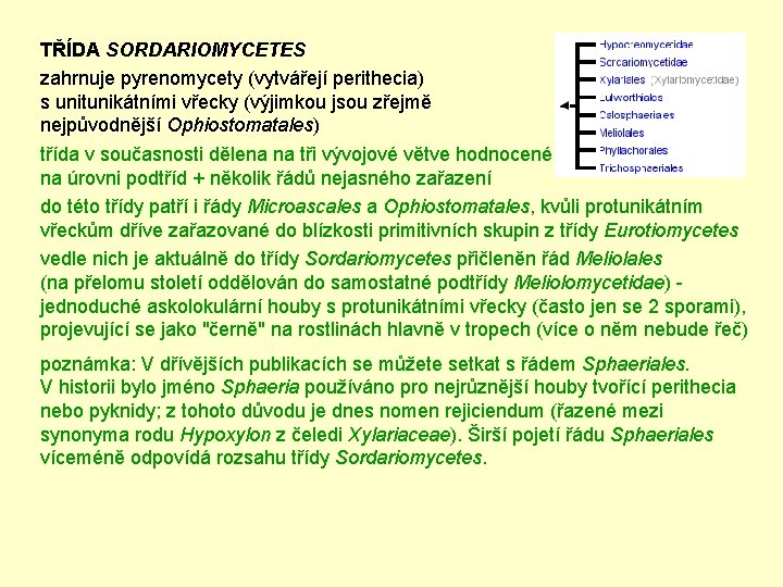 TŘÍDA SORDARIOMYCETES zahrnuje pyrenomycety (vytvářejí perithecia) s unitunikátními vřecky (výjimkou jsou zřejmě nejpůvodnější Ophiostomatales)