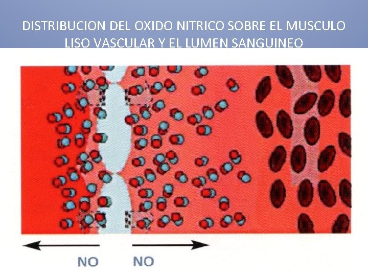 DISTRIBUCION DEL OXIDO NITRICO SOBRE EL MUSCULO LISO VASCULAR Y EL LUMEN SANGUINEO 