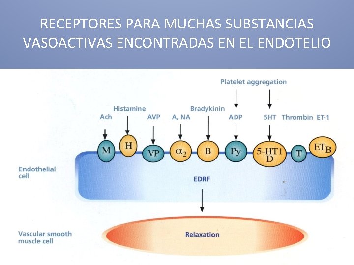 RECEPTORES PARA MUCHAS SUBSTANCIAS VASOACTIVAS ENCONTRADAS EN EL ENDOTELIO 