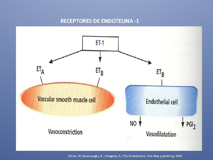 RECEPTORES DE ENDOTELINA -1 Onder, M; Barutcuoglu, B. ; Heagerty, A. ; The Endothelium.