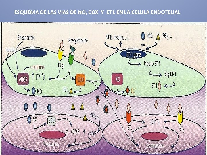 ESQUEMA DE LAS VIAS DE NO, COX Y ET 1 EN LA CELULA ENDOTELIAL