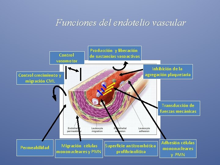  Funciones del endotelio vascular Control vasomotor Control crecimiento y migración CML Producción y