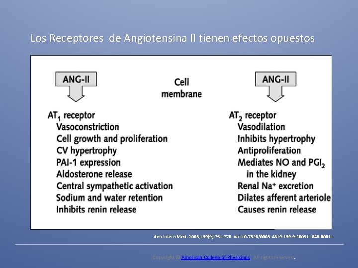 Los Receptores de Angiotensina II tienen efectos opuestos Ann Intern Med. 2003; 139(9): 761