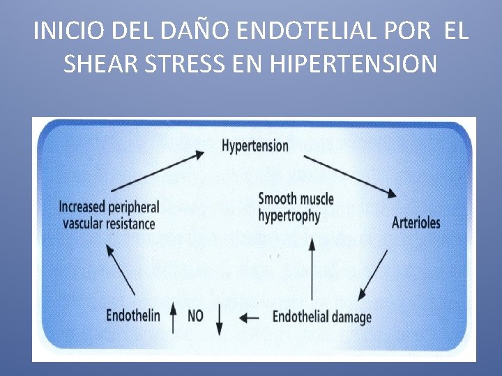 INICIO DEL DAÑO ENDOTELIAL POR EL SHEAR STRESS EN HIPERTENSION 