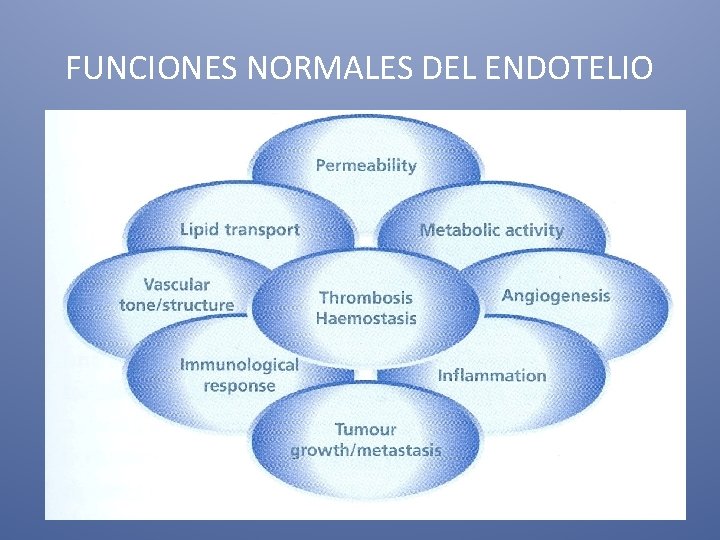 FUNCIONES NORMALES DEL ENDOTELIO 