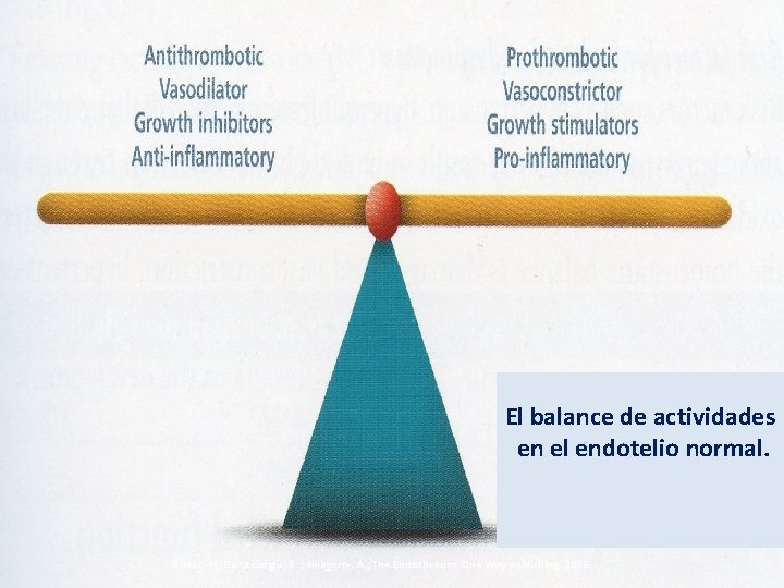 El balance de actividades en el endotelio normal. Onder, M; Barutcuoglu, B. ; Heagerty,