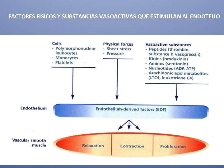  FACTORES FISICOS Y SUBSTANCIAS VASOACTIVAS QUE ESTIMULAN AL ENDOTELIO 