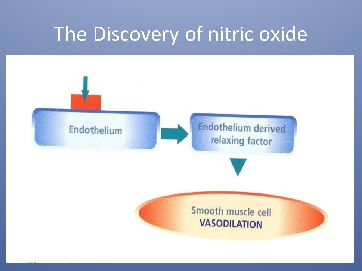 The Discovery of nitric oxide 