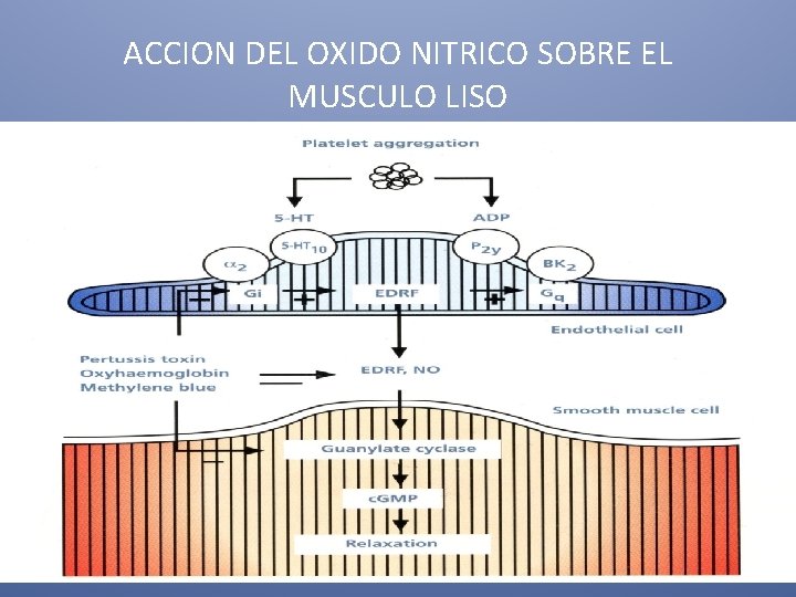 ACCION DEL OXIDO NITRICO SOBRE EL MUSCULO LISO 