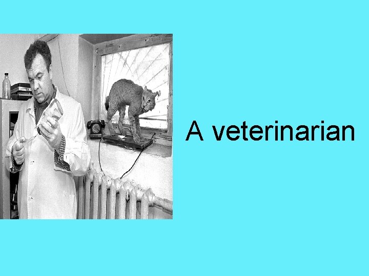 A veterinarian 