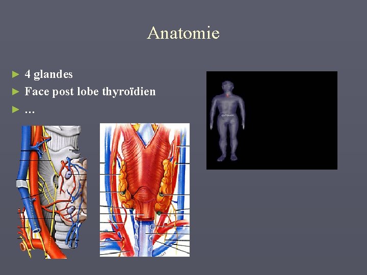 Anatomie 4 glandes ► Face post lobe thyroïdien ►… ► 