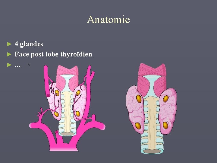 Anatomie 4 glandes ► Face post lobe thyroïdien ►… ► 