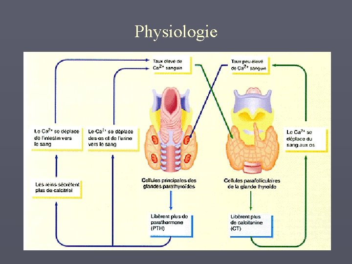 Physiologie 