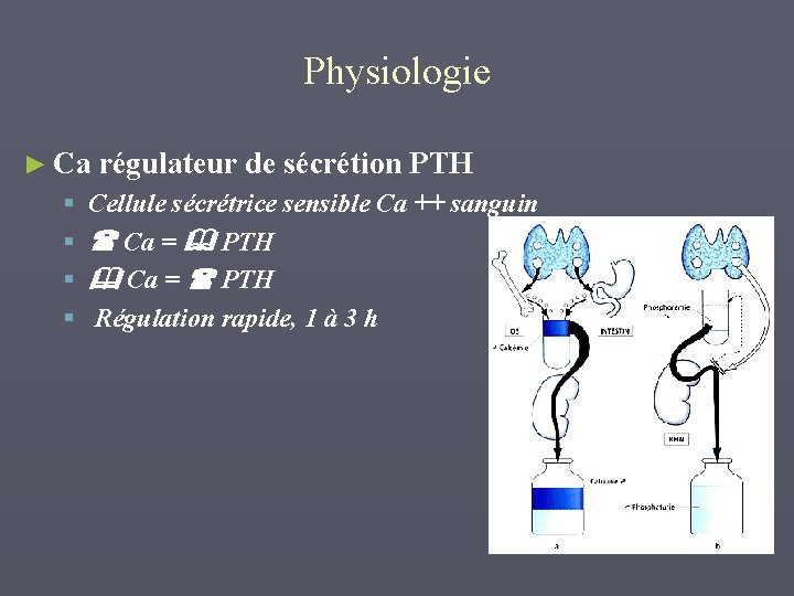 Physiologie ► Ca régulateur de sécrétion PTH § § Cellule sécrétrice sensible Ca ++